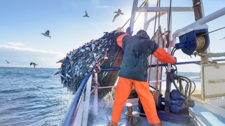 TRANSPARENCE SUR LES LICENCES DE PÊCHE Greenpeace Afrique appelle le Sénégal à suivre l’exemple de la….