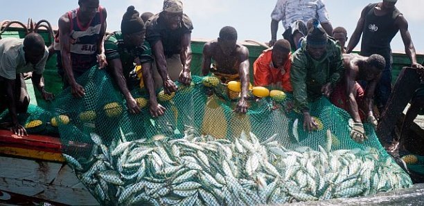 Pêche illicite, non déclarée et non réglementée (INN) : L’Afrique de l’ouest perd en moyenne 2,5 milliards de dollars par an