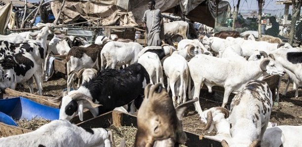 Cherté du mouton, absence de régulation dans la filière ovine… : Les véritables causes de la Tabas-crise !