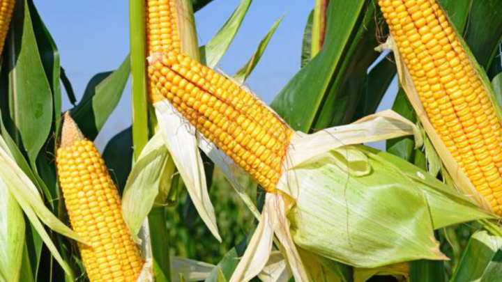 Kaolack – prévisions relatives a la production du maïs au Sénégal : l’Imaïs veut passer de 570 mille à 1 million de tonnes