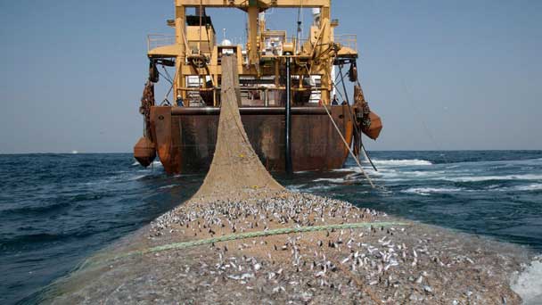 Pêche illicite non déclarée et non réglementée : Les pertes annuelles de 26 millions de tonnes de poisson