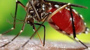 Alerte Dengue à Pikine : 57 cas enregistrés entre août et octobre