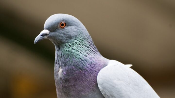 En Inde, un pigeon accusé d’espionnage a enfin été libéré