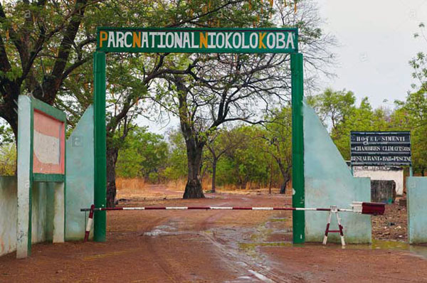 Patrimoine mondial en péril : le bout du tunnel pour Le Parc National Du Niokolo Koba